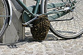 - Bee swarm on a bicycle (1-5) -.jpg