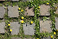 - Cobblestone and flowers -.jpg