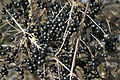 - Ligustrum vulgare - Berries -.jpg