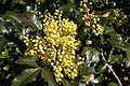 - Mahonia aquifolium 02 -.jpg