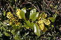 - Mahonia aquifolium 04 -.jpg