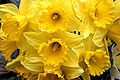 - Narcissus pseudonarcissus 02 -.jpg