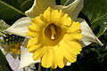 - Narcissus pseudonarcissus 03 -.jpg