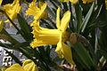 - Narcissus pseudonarcissus 04 -.jpg
