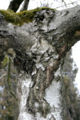 - Betula nigra – Bark -.jpg