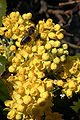 - Mahonia aquifolium 05 -.jpg