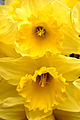 - Narcissus pseudonarcissus 01 -.jpg